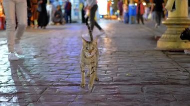 Evsiz Gri Mısır Kedisi Mısır'ın Gece Meşgul Caddesi'nde Dolaşıyor.