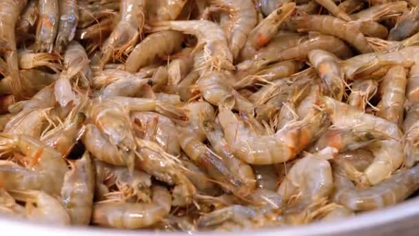 Les crevettes fraîches sont vendues dans une fenêtre ouverte sur le marché de la rue. Égypte — Video