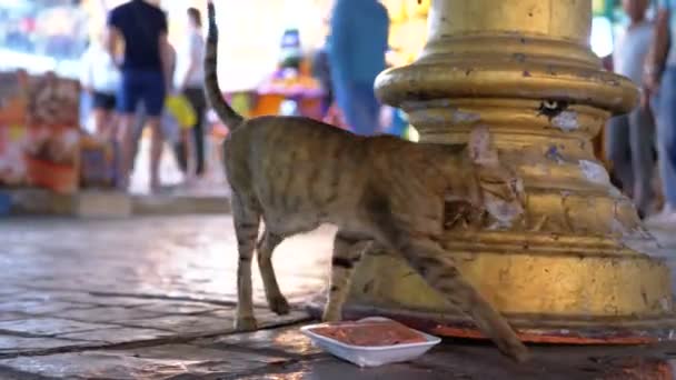 Homeless Gray Egyptian Cat Wanders through the Nightly Busy Street of Egypt. — Stock Video