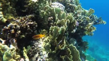 Kızıldeniz'de Renkli Tropikal Balık ile Sualtı Mercan Resifi. Mısır.