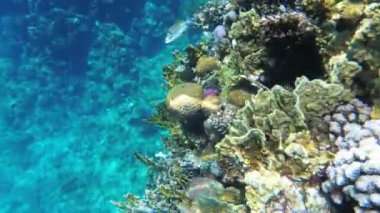 Mercan Resifi yakınında yüzme renkli Kızıldeniz Balıklar. Mısır. Şnorkel.