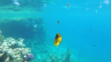 Mercan Resifi yakınlarında Kızıldeniz'de Yüzen Kelebek Sarı Balık. Mısır.