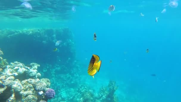 Butterfly Yellow Fish Flutuando no Mar Vermelho perto do recife de coral. Egipto . — Vídeo de Stock