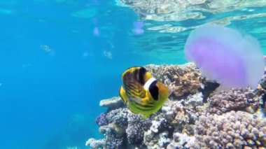 Denizanası ve Kelebek Sarı Balık Mercan Resifi yakınında Kızıldeniz'de yüzen. Mısır.