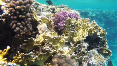 Kızıldeniz'de Renkli Tropikal Balık ile Sualtı Mercan Resifi. Mısır.