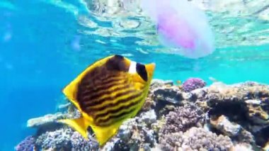 Denizanası ve Kelebek Sarı Balık Mercan Resifi yakınında Kızıldeniz'de yüzen. Mısır.