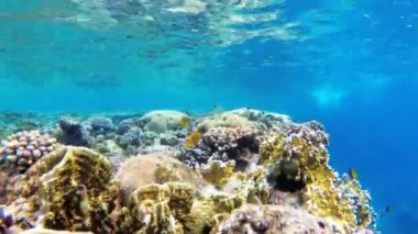 Kızıldeniz'de Renkli Tropikal Balık ile Sualtı Mercan Resifi. Mısır.