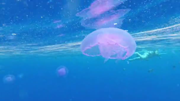 サンゴ礁の近くの紅海の澄んだ青い水に浮かぶピンククラゲ。エジプト. — ストック動画