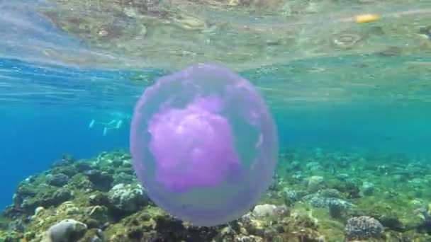 Růžové medúzy plovoucí v čisté modré vodě Rudého moře nedaleko korálového útesu. Egypt. — Stock video