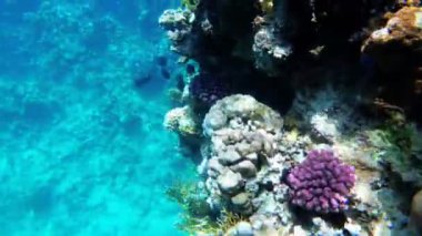 Kızıldeniz'de Renkli Tropikal Balık ile Sualtı Mercan Resifi. Mısır.