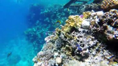 Kızıldeniz'de Renkli Tropikal Balık ile Sualtı Mercan Resifi. Mısır.