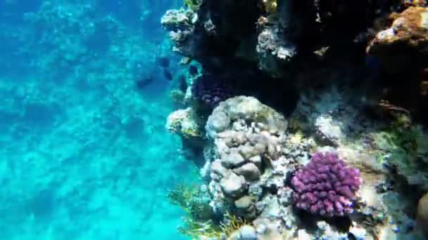 Arrecife submarino de coral con coloridos peces tropicales en el Mar Rojo. Egipto . — Vídeos de Stock