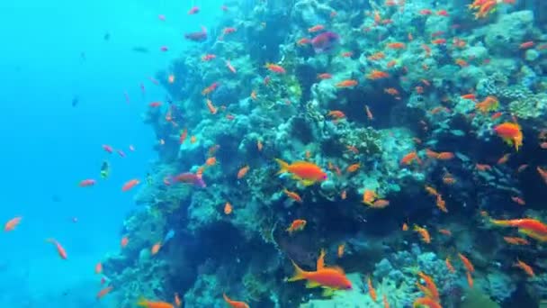 Подводное плавание. Подводный мир Красного моря с цветной рыбой и коралловым рифом — стоковое видео