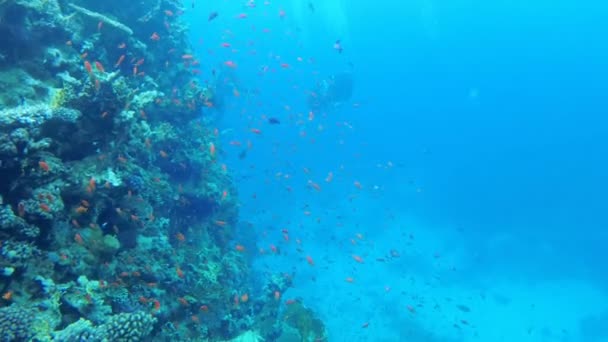 Duiken. De onderwaterwereld van de rode zee met gekleurde vissen en een koraalrif — Stockvideo