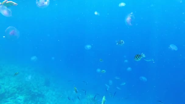 रंगीबेरंगी मासे आणि जेलीफिश लाल समुद्रात पाण्याखाली पोहतात. इजिप्त . — स्टॉक व्हिडिओ