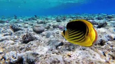 Kelebek Sarı Balık ve mercan resifi yakınında Kızıldeniz'de yüzen diğer Renkli Balık. Mısır