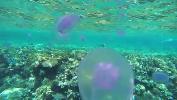 Medusas rosadas flotando en aguas cristalinas azules del Mar Rojo cerca del arrecife de coral. Egipto . — Vídeos de Stock