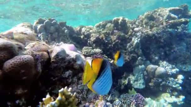 Motýlí žlutá ryba a další pestrobarevné ryby plovoucí v Rudém moři nedaleko korálového útesu. Egypt — Stock video