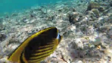 Kelebek Sarı Balık ve mercan resifi yakınında Kızıldeniz'de yüzen diğer Renkli Balık. Mısır