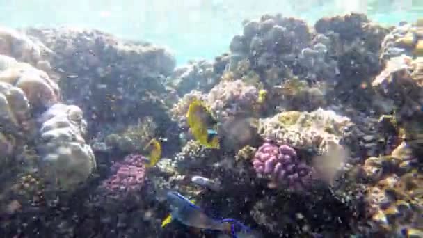 Πεταλούδα κίτρινο ψάρι και άλλα πολύχρωμα ψάρια που επιπλέουν στην Ερυθρά θάλασσα κοντά στον κοραλλιογενή ύφαλο. Αίγυπτος — Αρχείο Βίντεο