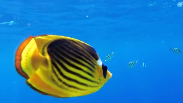 Motýlí žlutá ryba a další pestrobarevné ryby plovoucí v Rudém moři nedaleko korálového útesu. Egypt — Stock video