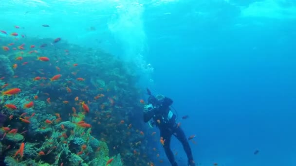Scuba dalgıç fotoğrafçı bir mercan resifi tarafından yüzer. Kızıldeniz'de Dalış, Mısır. — Stok video