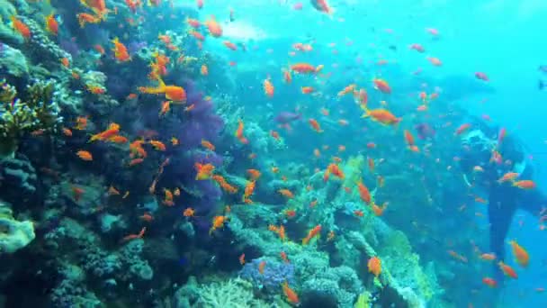 Photographe plongeur nage par un récif corallien. Plongée dans la mer Rouge, Égypte . — Video