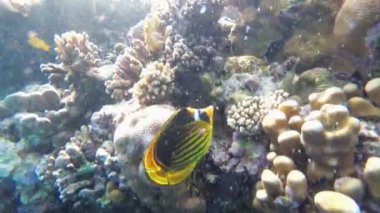Kelebek Sarı Balık ve mercan resifi yakınında Kızıldeniz'de yüzen diğer Renkli Balık. Mısır