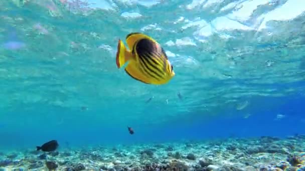 나비 노란색 물고기와 산호초 근처 홍해에 떠있는 다른 다채로운 물고기. 이집트 — 비디오