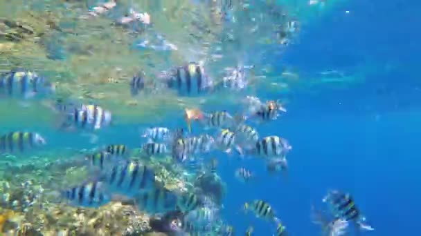 Кормление разноцветной рыбы в Красном море. Цветная рыба плавает возле Кораллового рифа. Slow Motion — стоковое видео