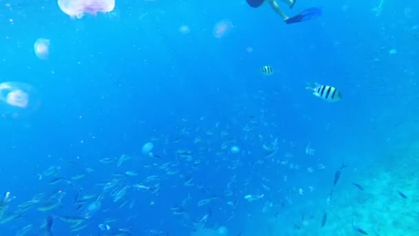 Színes halak és medúza úszó víz alatt a Vörös-tengeren. Egyiptom. — Stock videók