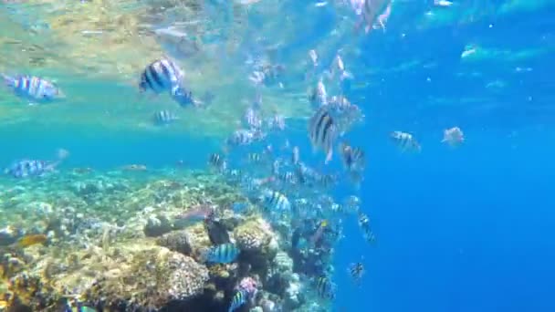 Korallenriff mit bunten Fischen, die im roten Meer in der Nähe des Korallenriffs treiben. Ägypten — Stockvideo