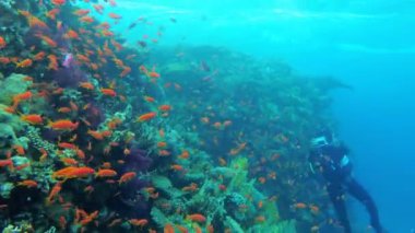 Scuba dalgıç fotoğrafçı bir mercan resifi tarafından yüzer. Kızıldeniz'de Dalış, Mısır.