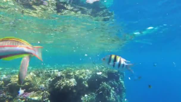Korálový útes s barevným rybím plovoucí v Rudém moři nedaleko korálového útesu. Egypt — Stock video