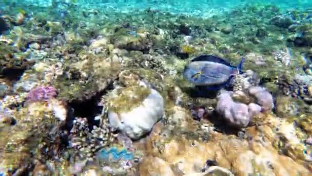 Podwodny świat Morza Czerwonego z kolorowymi rybami i rafą koralową w Morzu Czerwonym. Egipt — Wideo stockowe