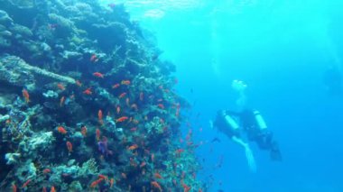 Scuba dalgıç bir mercan resifi üzerinde yüzer. Kızıldeniz'de Dalış, Mısır.