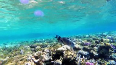 Kızıldeniz'de renkli balık ve mercan resifi ile Kızıldeniz sualtı dünyası. Mısır