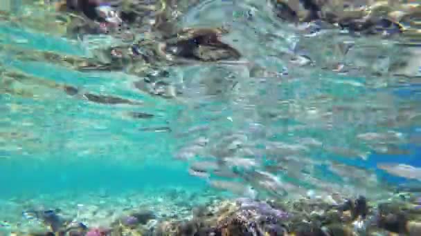 Mundo submarino del Mar Rojo con peces de colores y arrecifes de coral en el Mar Rojo. Egipto — Vídeo de stock