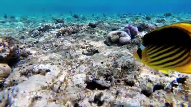 Желтая рыба-бабочка и другие разноцветные рыбы, плавающие в Красном море возле Кораллового рифа. Египет — стоковое видео