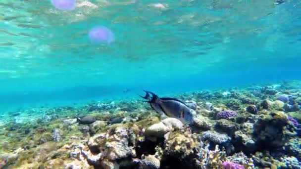 Mundo submarino del Mar Rojo con peces de colores y arrecifes de coral en el Mar Rojo. Egipto — Vídeo de stock