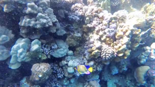 Récif corallien avec des poissons colorés flottant en mer Rouge près du récif corallien. Égypte — Video