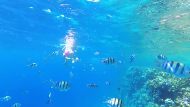 Récif corallien avec des poissons colorés flottant en mer Rouge près du récif corallien. Égypte — Video