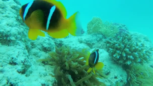 サンゴ礁の近くの水中でピエロ魚。スキューバダイビング. — ストック動画