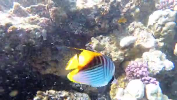 Mariposa Pez Amarillo y otros peces de colores flotando en el Mar Rojo cerca del Arrecife de Coral. Egipto — Vídeo de stock