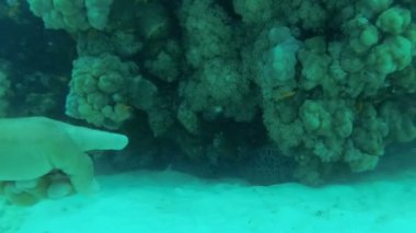 Su altında bir mercan resifinde balık moray yelkovan. Muraena mı? Kızıldeniz'in Sualtı Dünyası