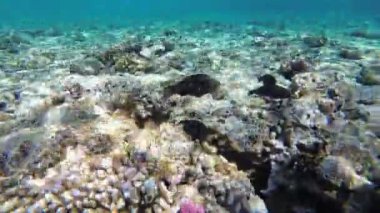 Mercan Resifi yakınında Kızıldeniz'de Yüzen Renkli Balık ile Mercan Resifi. Mısır