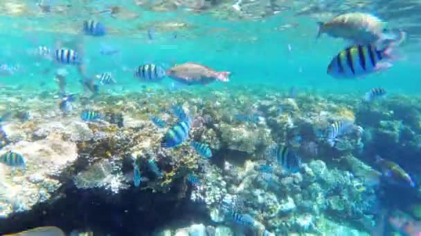 Koraalrif met kleurrijke vissen die in de rode zee in de buurt van het koraalrif zweven. Egypte — Stockvideo