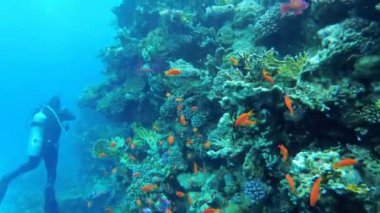 Renkli Balık ve Scuba Diver ile Mercan Resifi yakınında Kızıldeniz Dalış. Mısır