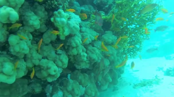 Mergulho. O mundo subaquático do Mar Vermelho com peixes coloridos e um recife de coral — Vídeo de Stock