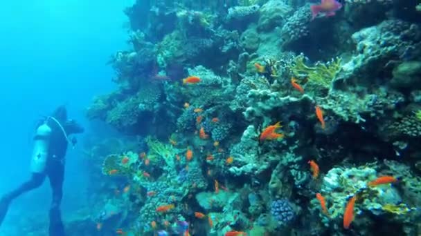 Duiken in de rode zee in de buurt van het koraalrif met kleurrijke vissen en Scuba Diver. Egypte — Stockvideo